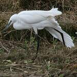 Aigrette garzette