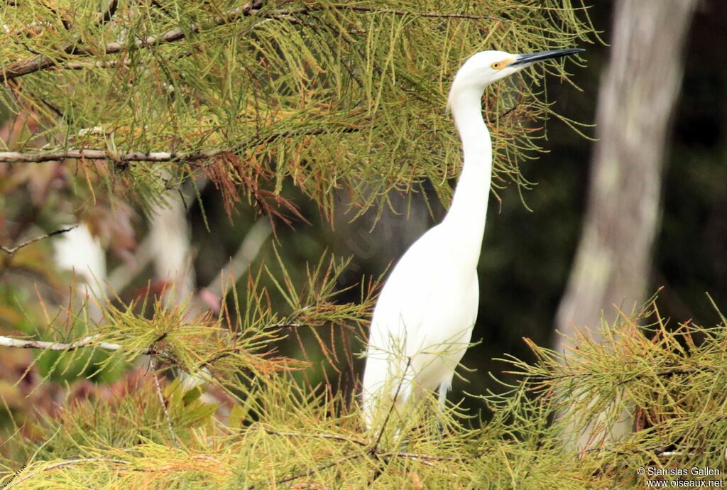 Aigrette neigeuseimmature