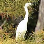 Aigrette neigeuse