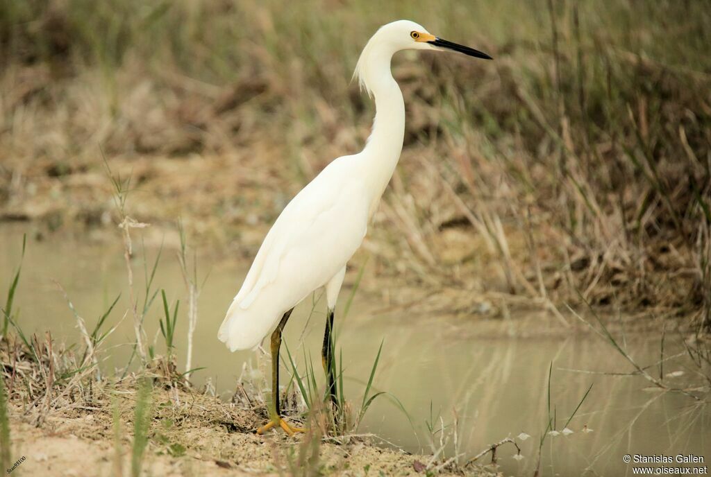 Aigrette neigeuseimmature