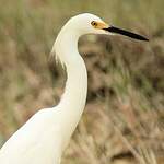 Aigrette neigeuse