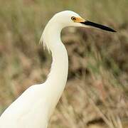 Snowy Egret