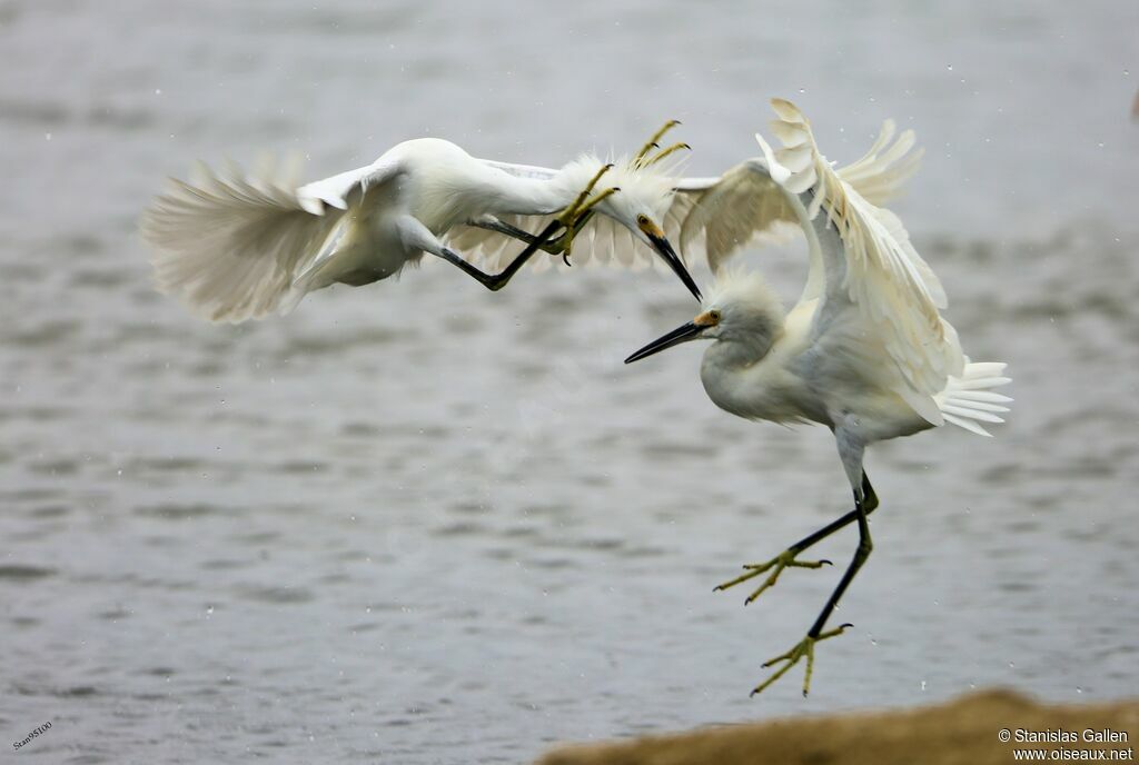 Aigrette neigeuseadulte transition