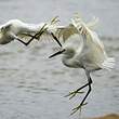 Aigrette neigeuse