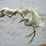 Aigrette neigeuse