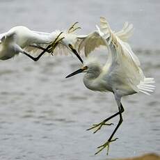 Aigrette neigeuse