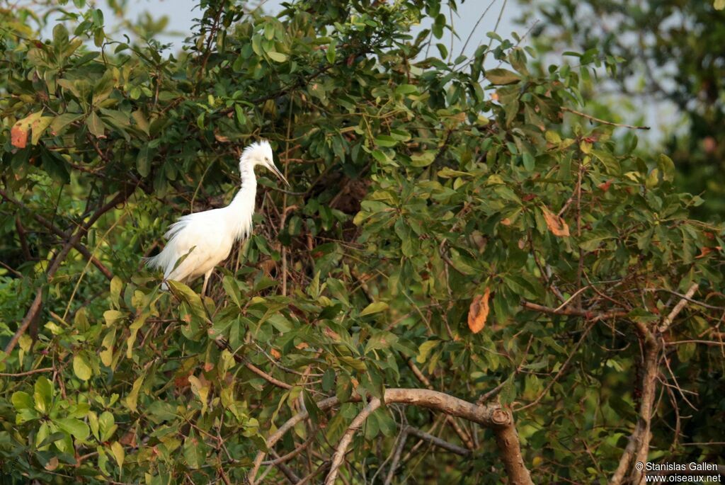 Pacific Reef Heron