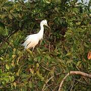 Aigrette sacrée