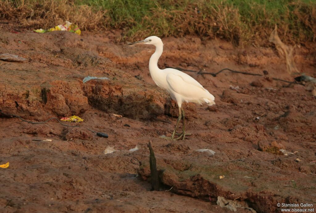 Aigrette sacréeadulte, marche