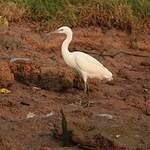 Aigrette sacrée