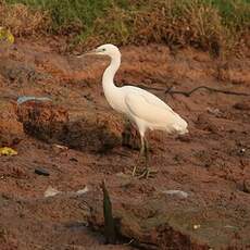 Aigrette sacrée