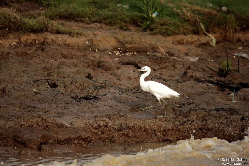 Aigrette sacréeadulte, marche