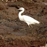 Aigrette sacrée