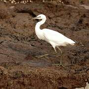 Pacific Reef Heron