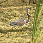 Aigrette tricolore