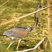 Aigrette tricolore