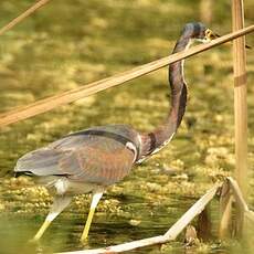 Aigrette tricolore