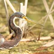 Tricolored Heron