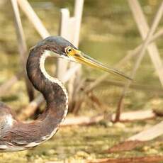 Aigrette tricolore