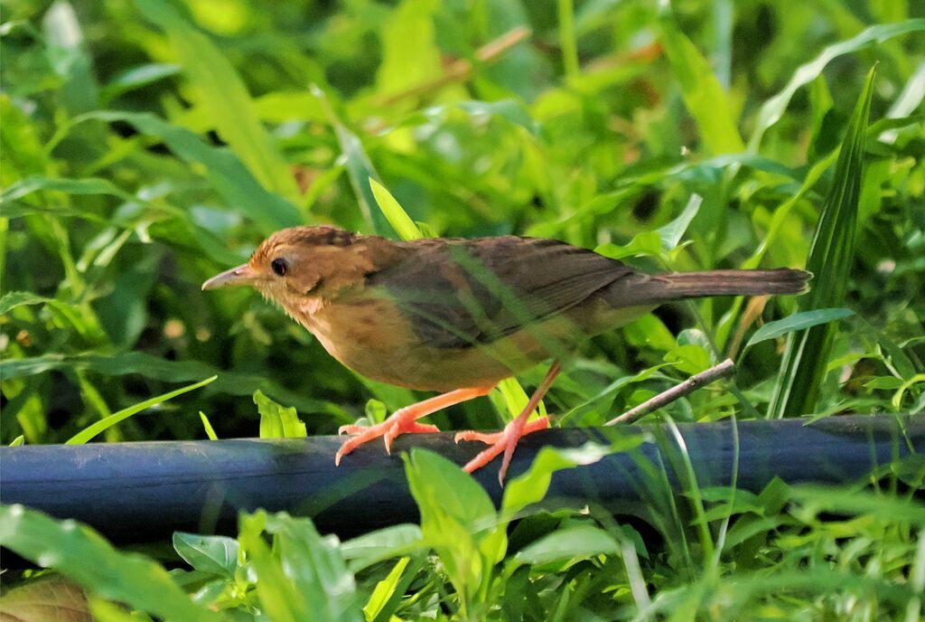 Brown-capped Babbleradult, walking