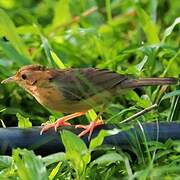 Brown-capped Babbler