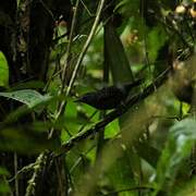 Spot-winged Antbird