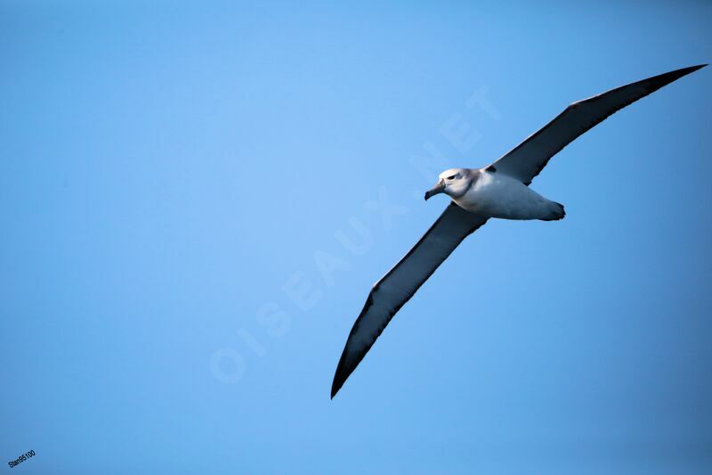 Shy Albatrossadult, Flight