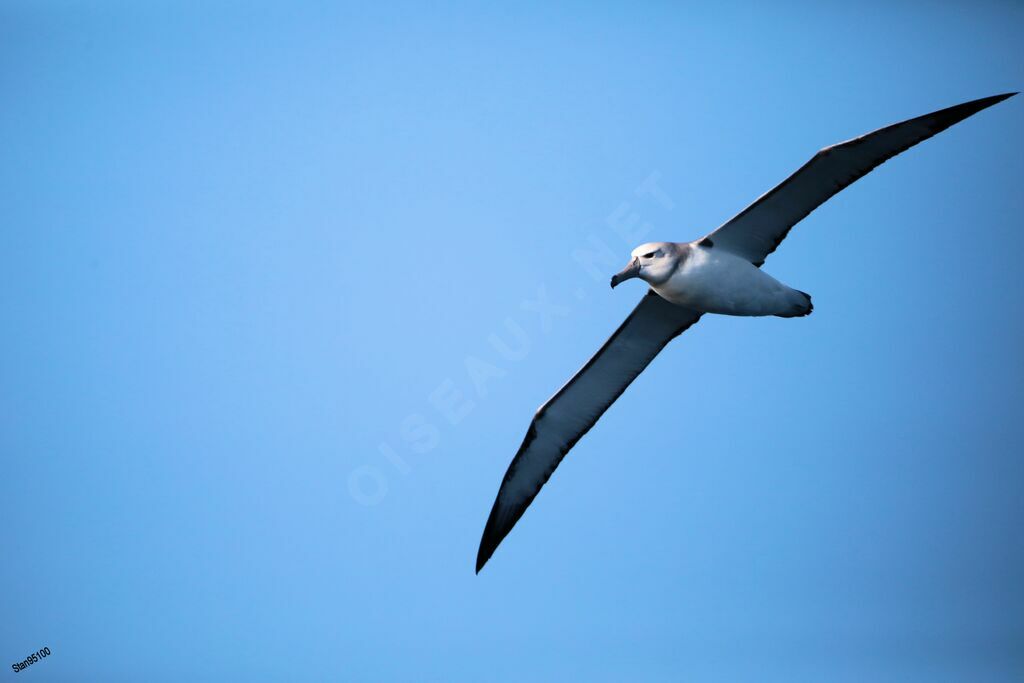 Albatros à cape blancheadulte, Vol