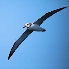 Albatros à cape blanche