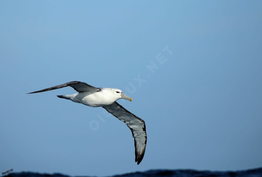 Shy Albatrossadult, Flight