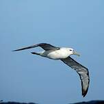 Albatros à cape blanche