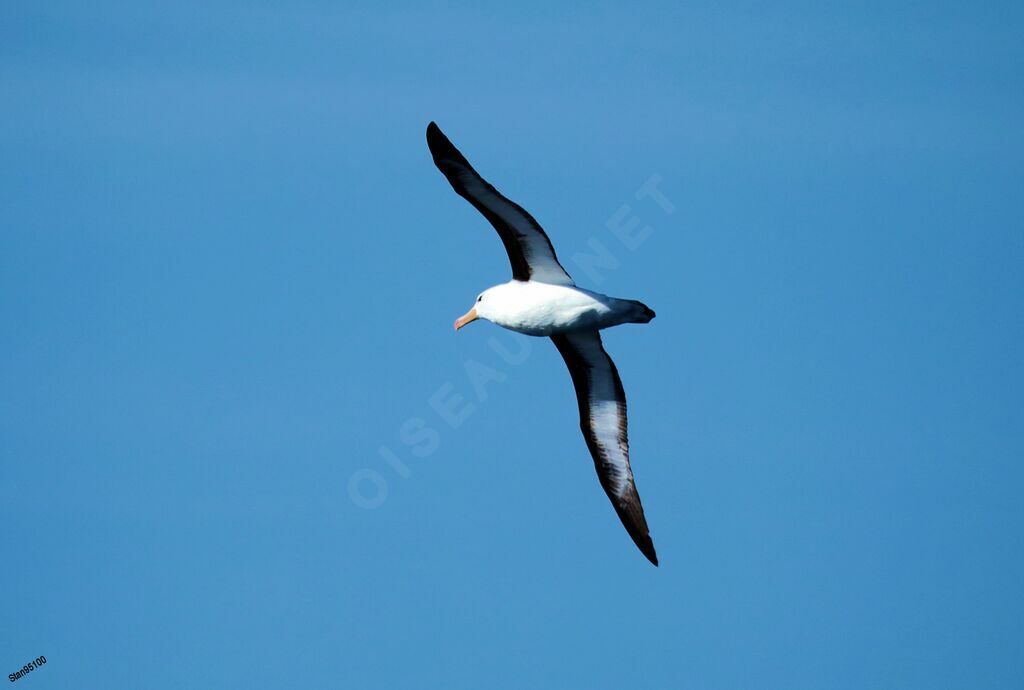 Black-browed Albatrossadult, Flight