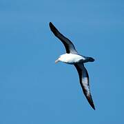 Black-browed Albatross