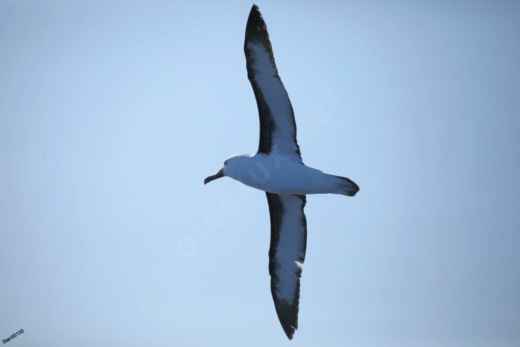 Indian Yellow-nosed Albatrossadult, Flight