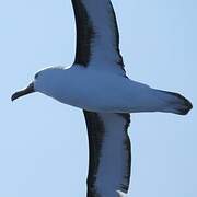 Indian Yellow-nosed Albatross