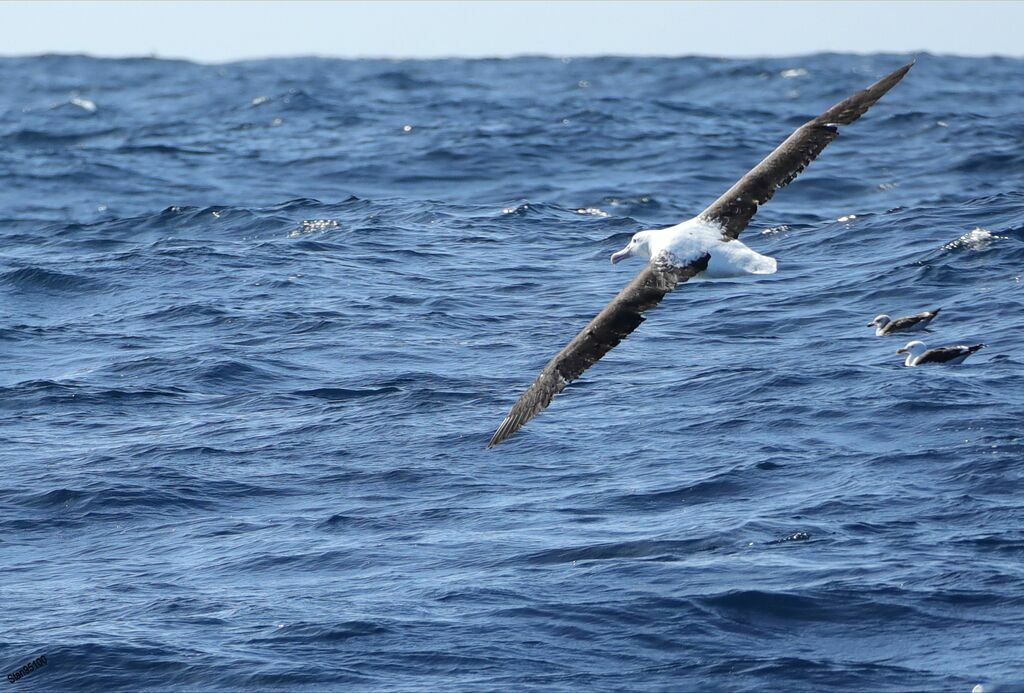 Northern Royal Albatrossadult, Flight