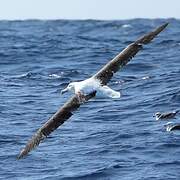 Northern Royal Albatross