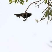 White-billed Buffalo Weaver