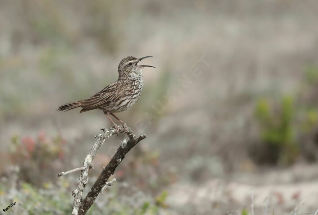 Cape Long-billed Lark male adult breeding, song