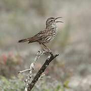 Cape Long-billed Lark