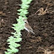 Calandra Lark