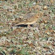 Greater Short-toed Lark