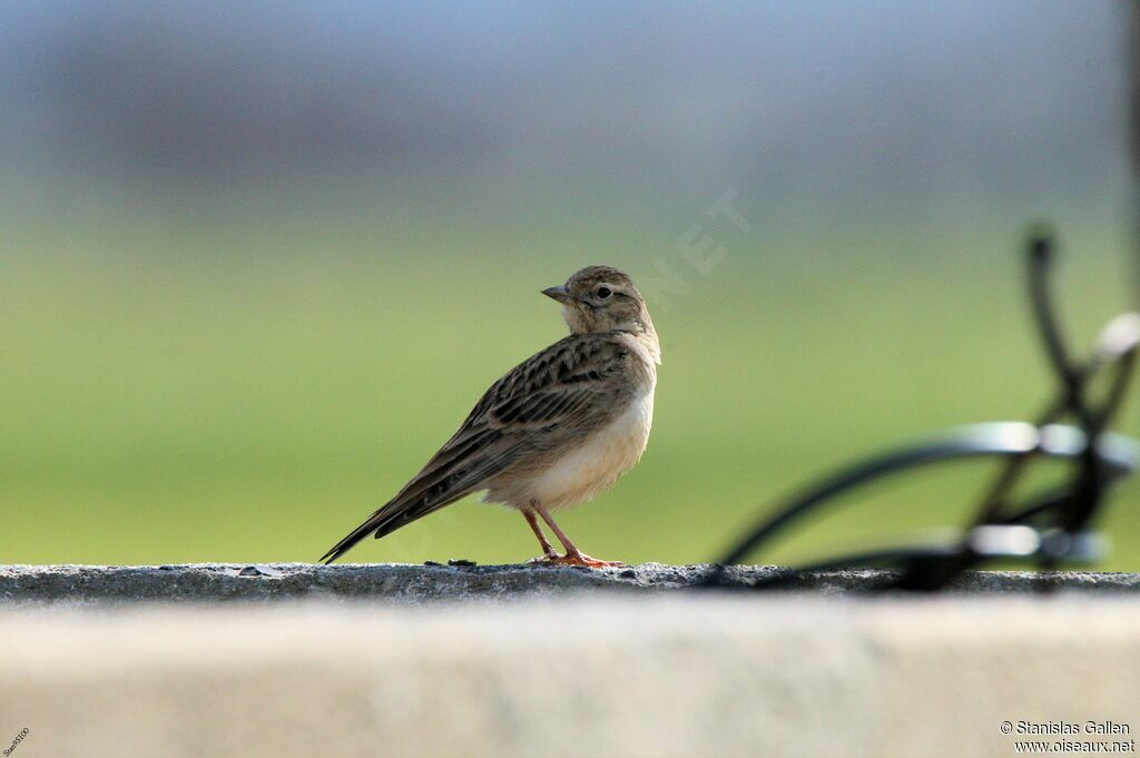 Alouette calandrelleadulte, portrait