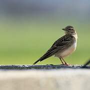 Greater Short-toed Lark