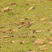 Red-capped Lark