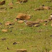 Red-capped Lark