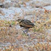 Jerdon's Bush Lark