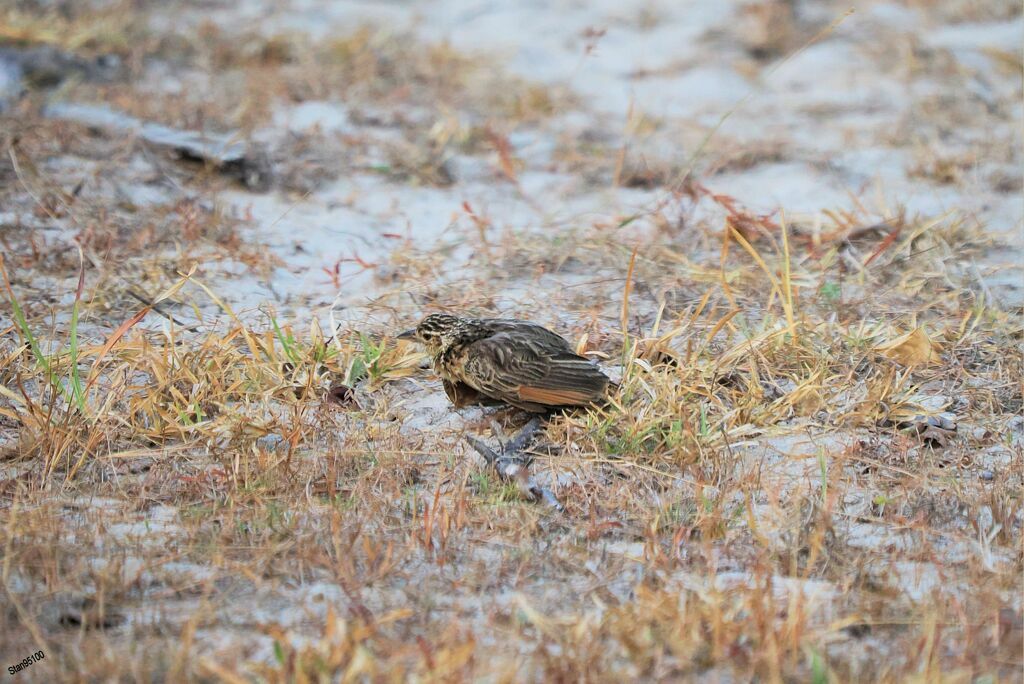 Jerdon's Bush Larkadult, walking