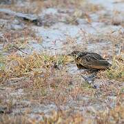 Jerdon's Bush Lark