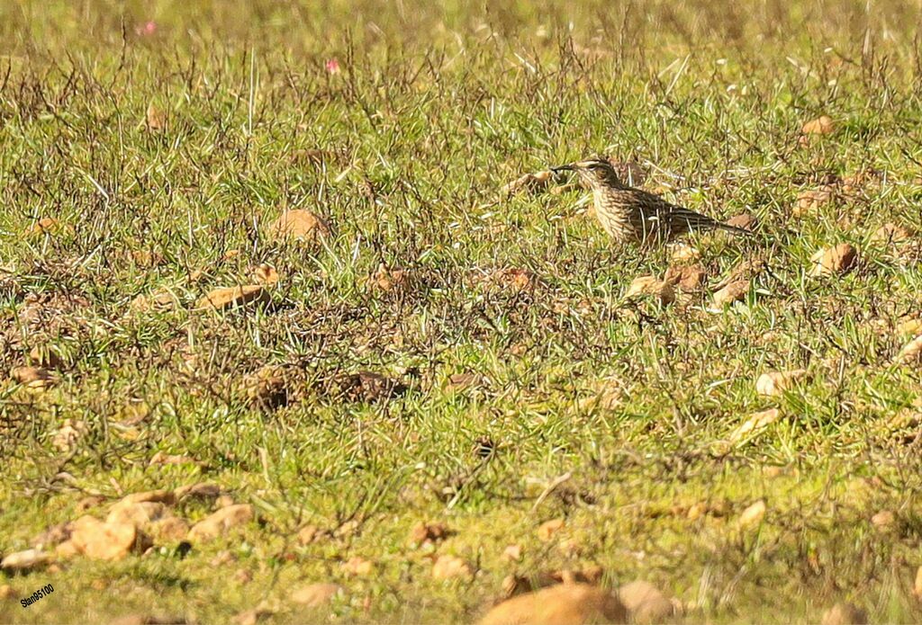 Agulhas Long-billed Larkadult, walking